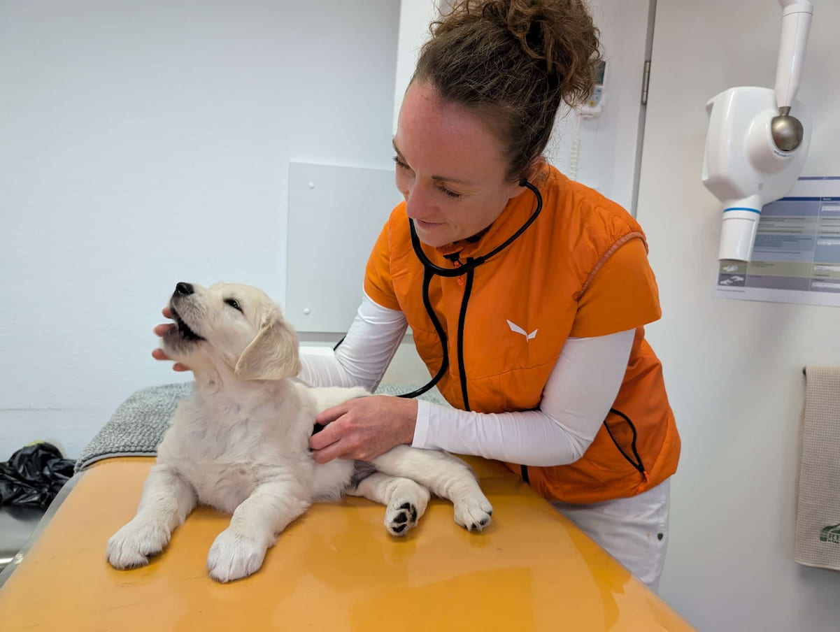 Vertrauensvolle Tier-Mensch-Beziehung in der Praxis
